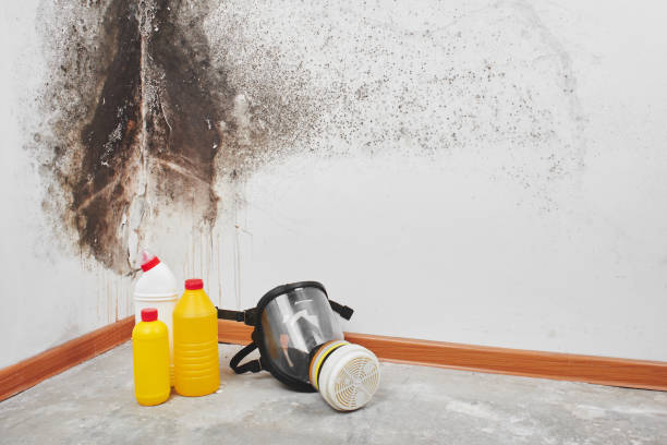 Best Affordable Mold Removal  in Fowlkes, TN