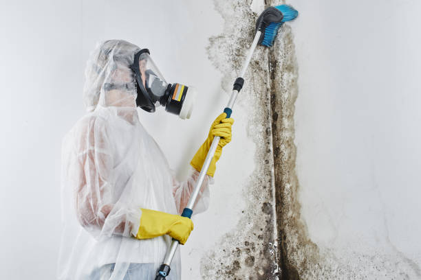 Best Crawl Space Mold Removal  in Fowlkes, TN