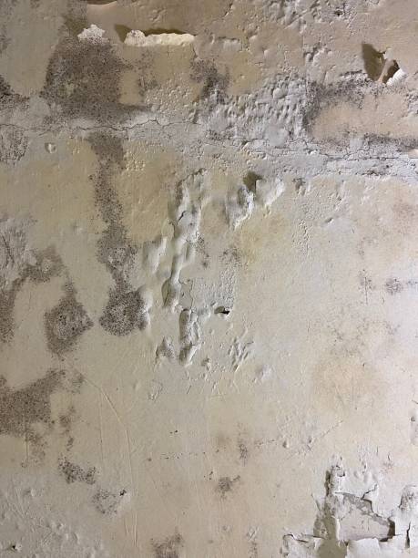 Best Fast Mold Removal  in Fowlkes, TN