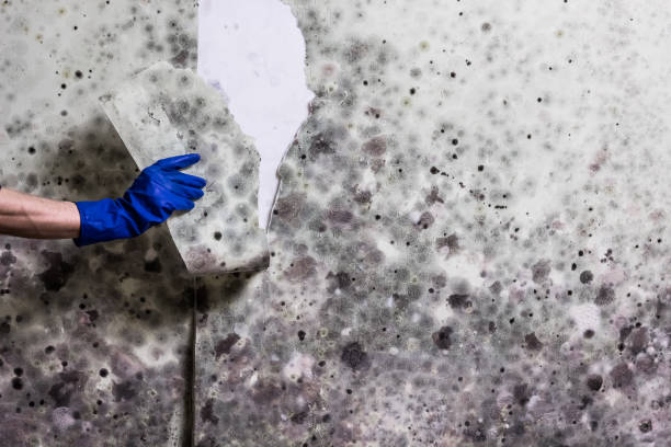 Best Local Mold Removal Service  in Fowlkes, TN